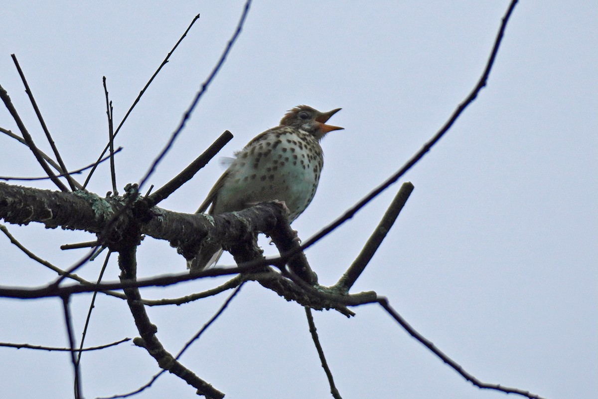 Wood Thrush - ML635061364