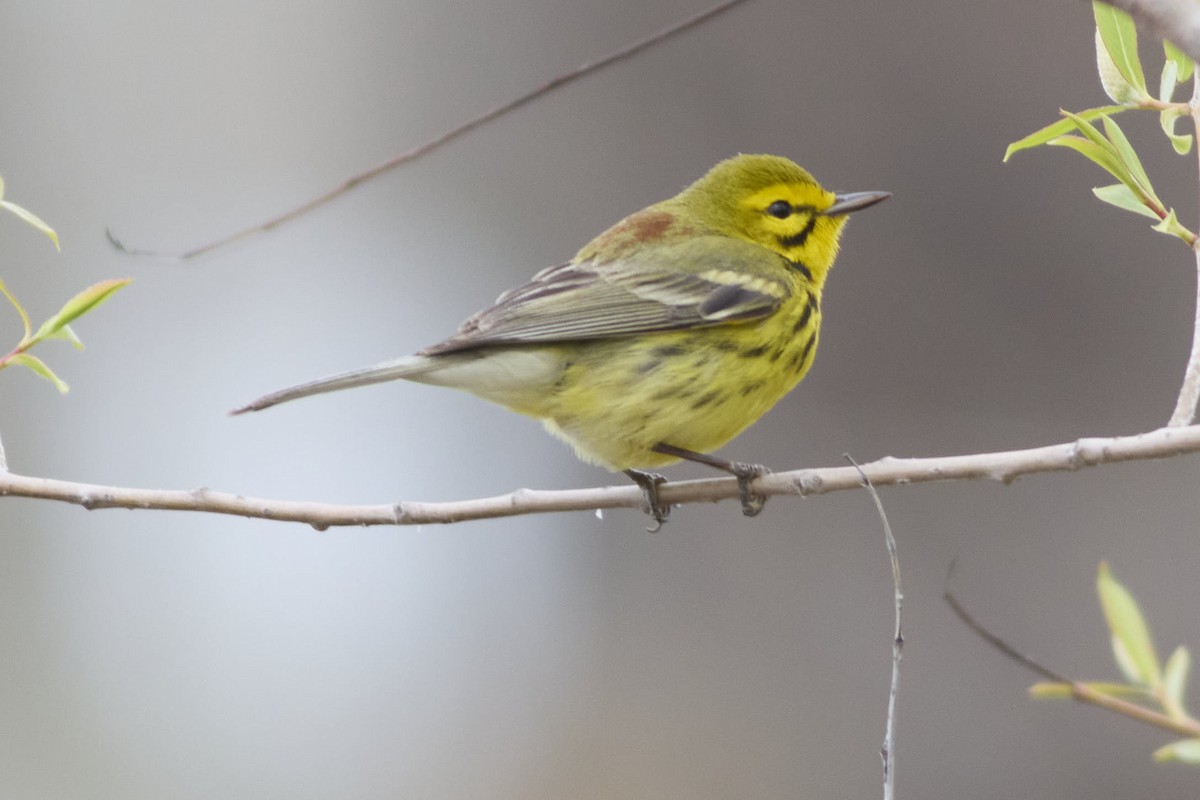Prairie Warbler - ML635061432
