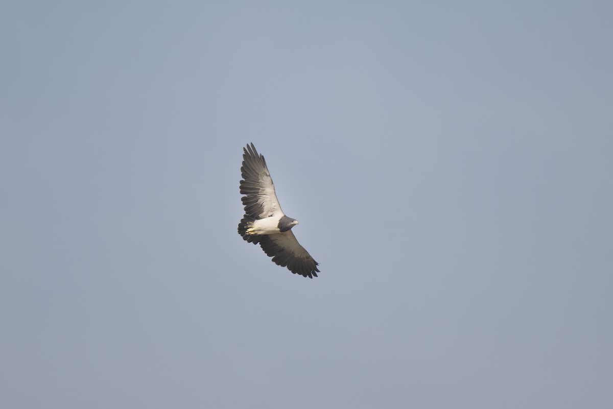 Black-chested Buzzard-Eagle - ML635061546