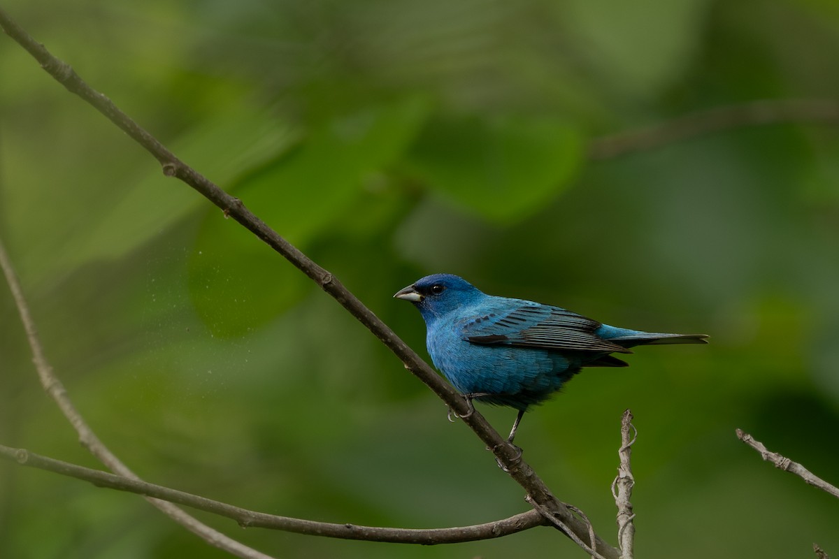 Indigo Bunting - ML635061622