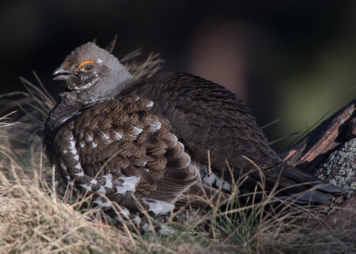 Dusky Grouse - ML63506171