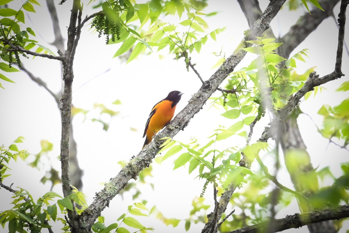 Baltimore Oriole - ML635061770