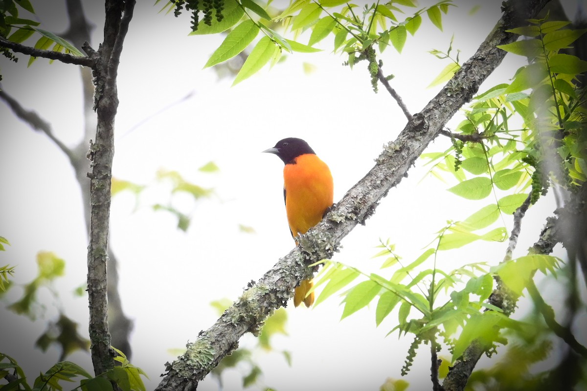 Baltimore Oriole - ML635061771