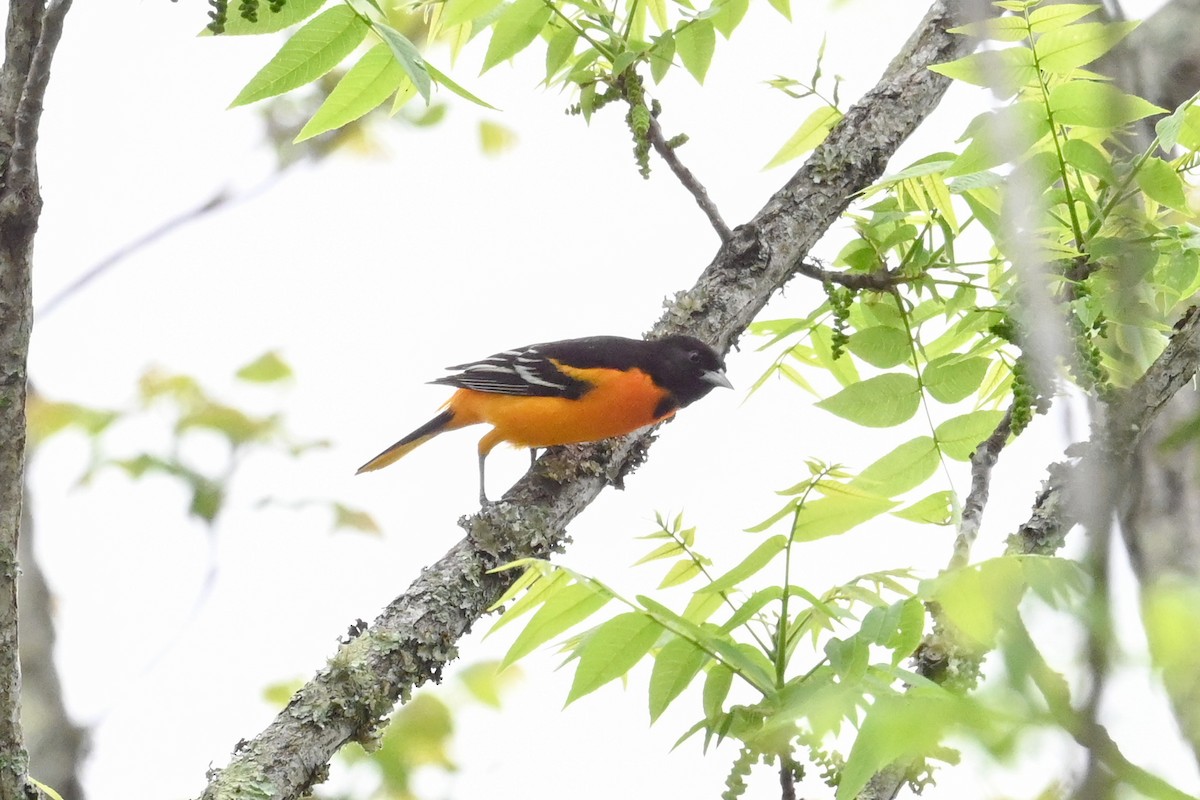 Baltimore Oriole - ML635061772