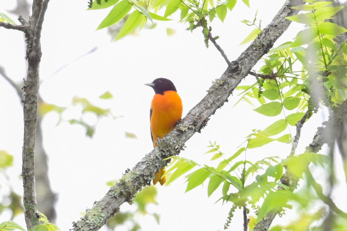 Baltimore Oriole - ML635061773