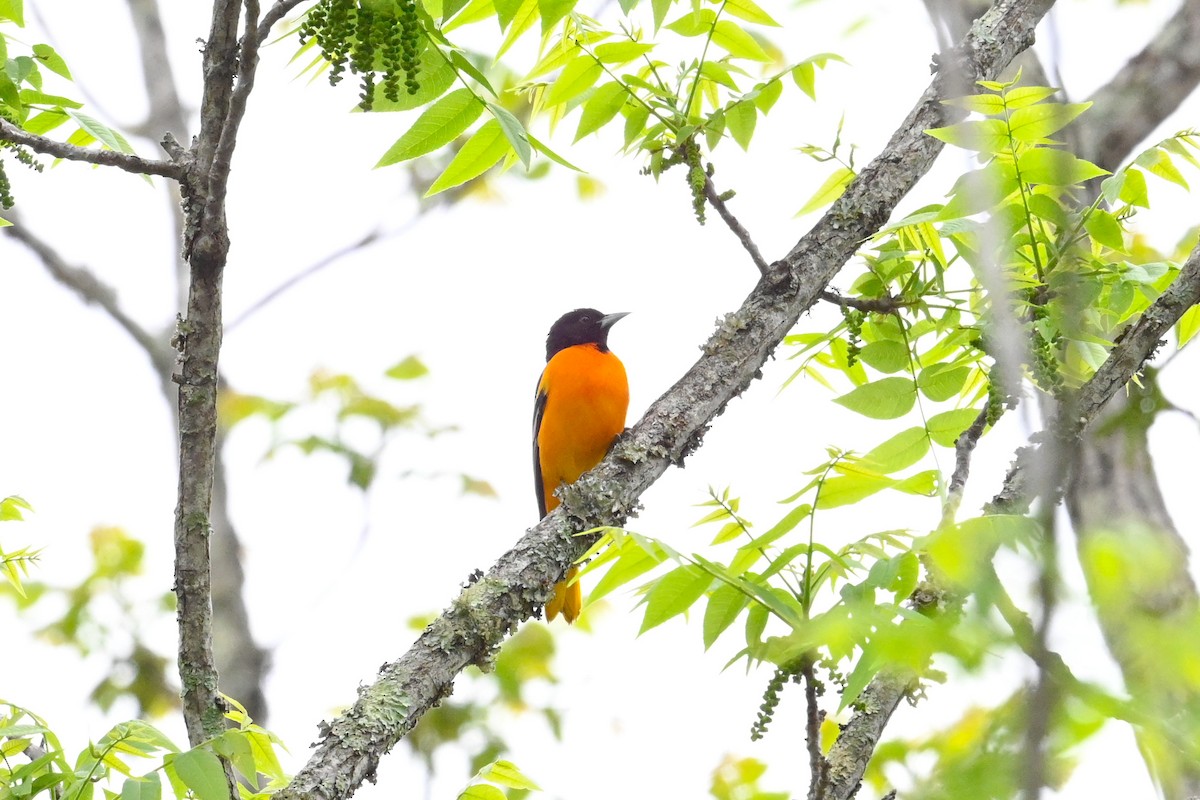 Baltimore Oriole - ML635061774