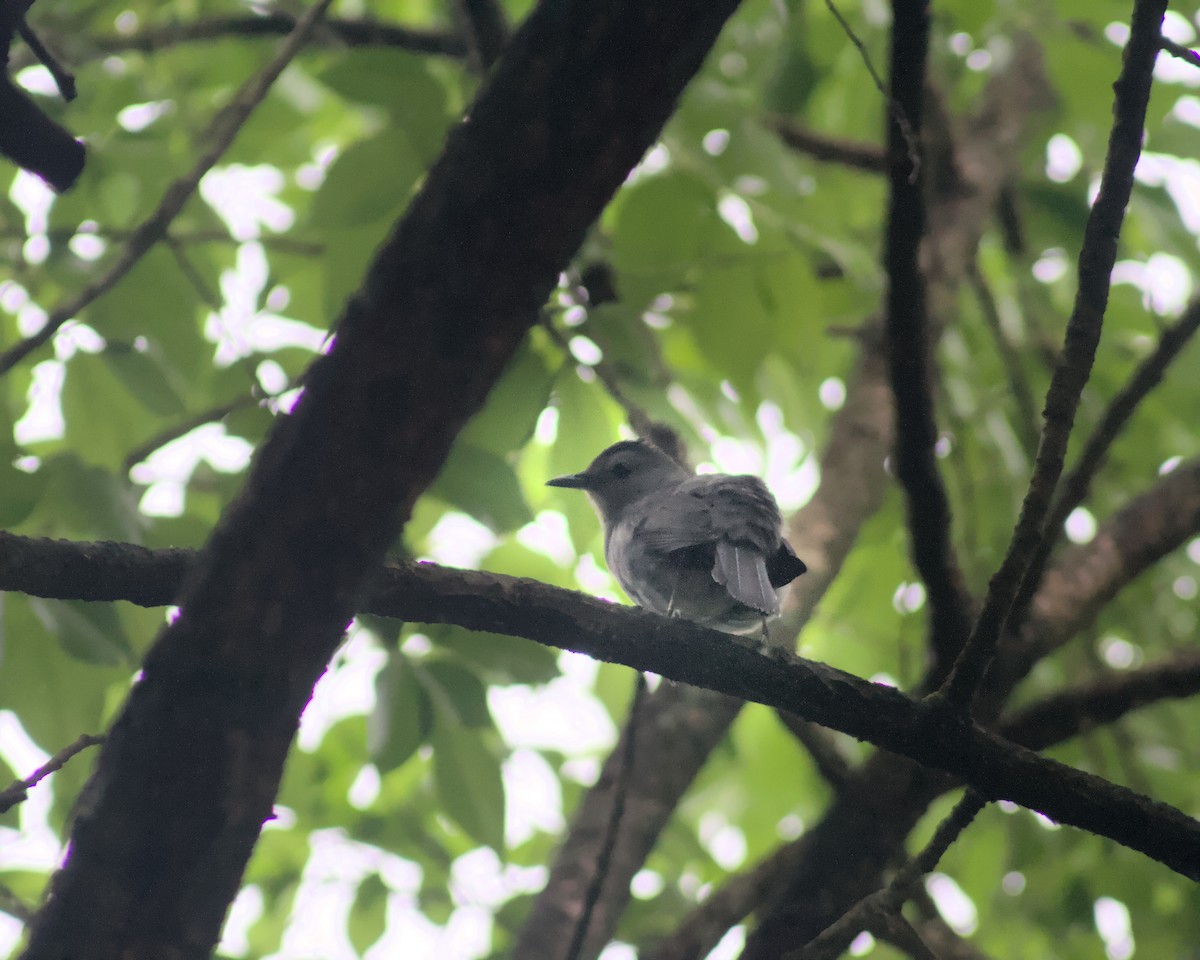 Gray Catbird - ML635061811