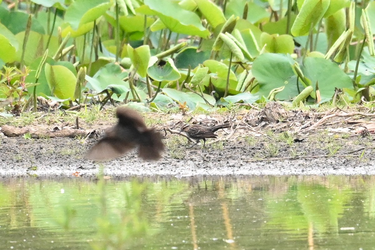 Red-winged Blackbird - ML635061828