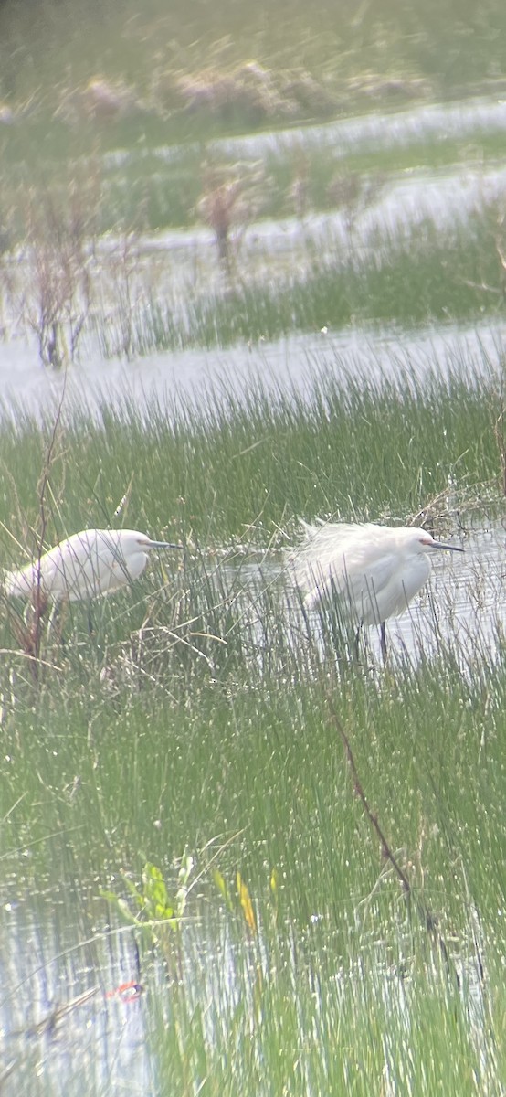 Snowy Egret - ML635061862