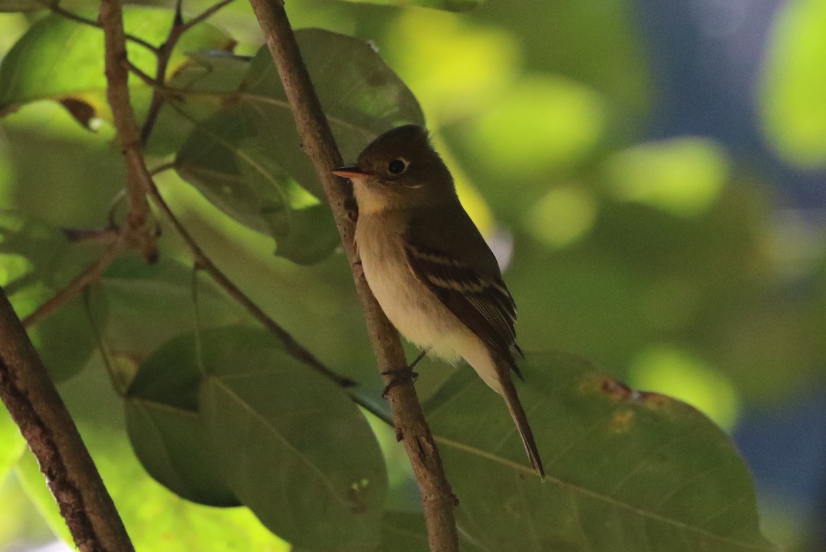 Western Flycatcher - ML635061916