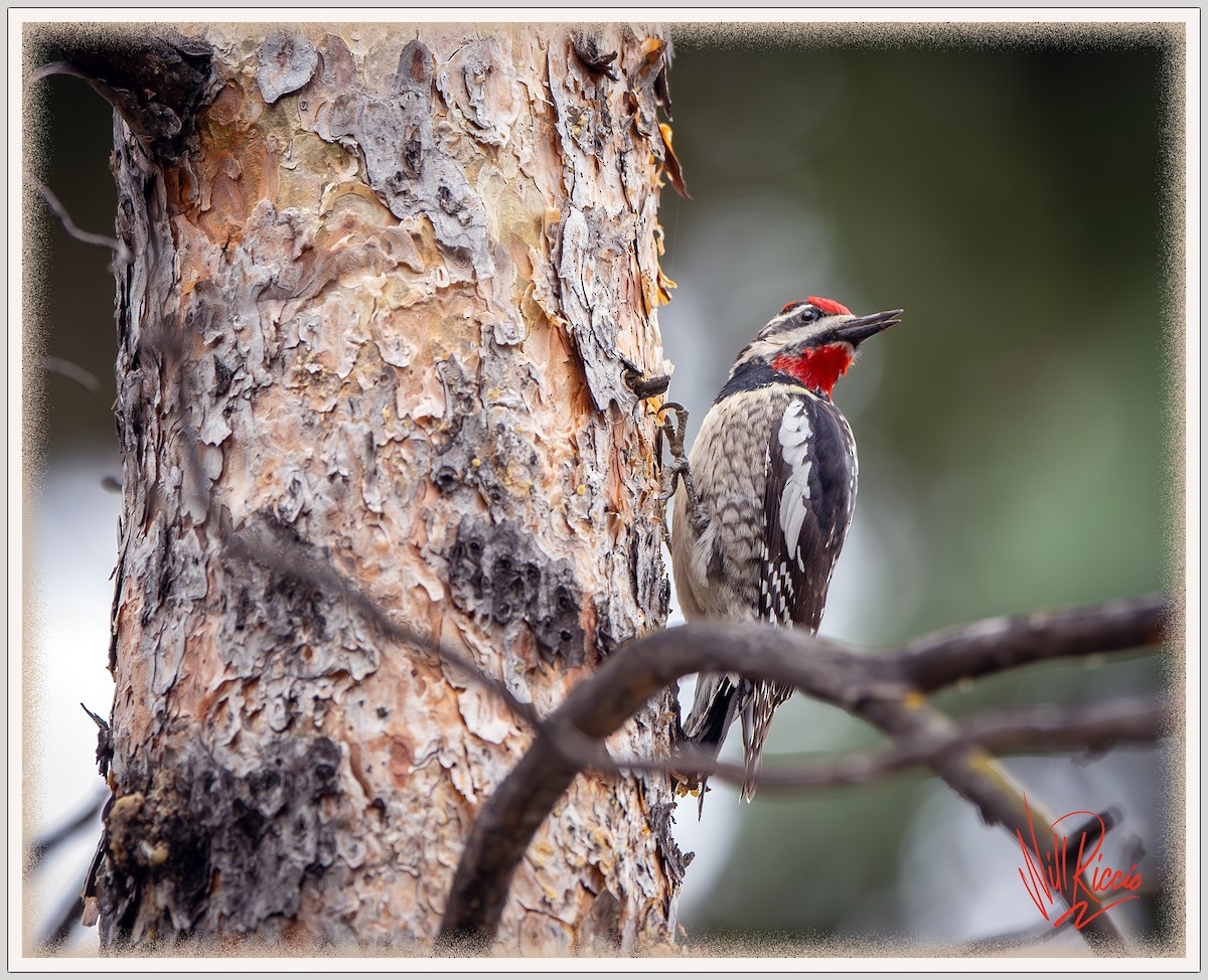 Red-naped Sapsucker - ML635061949