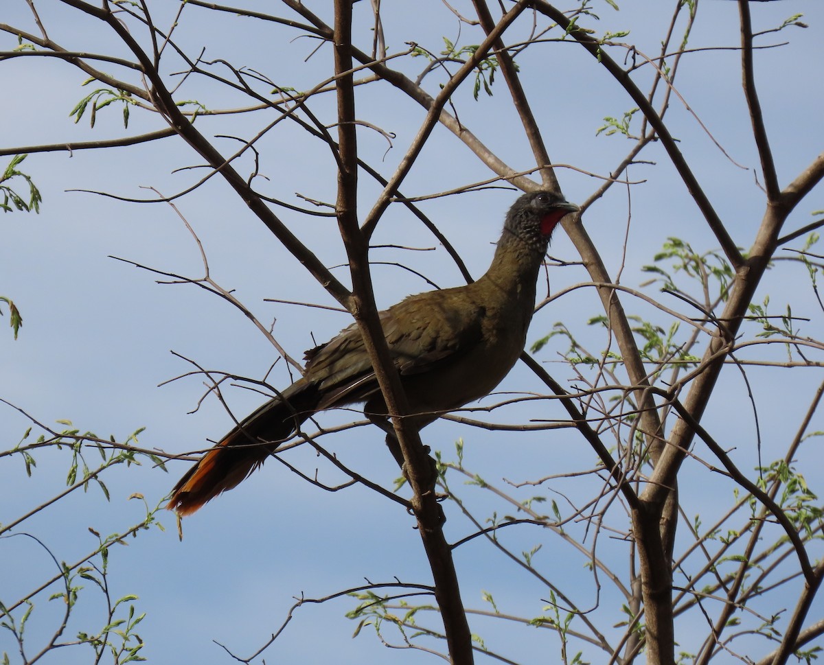 Chachalaca Culirroja - ML635062077