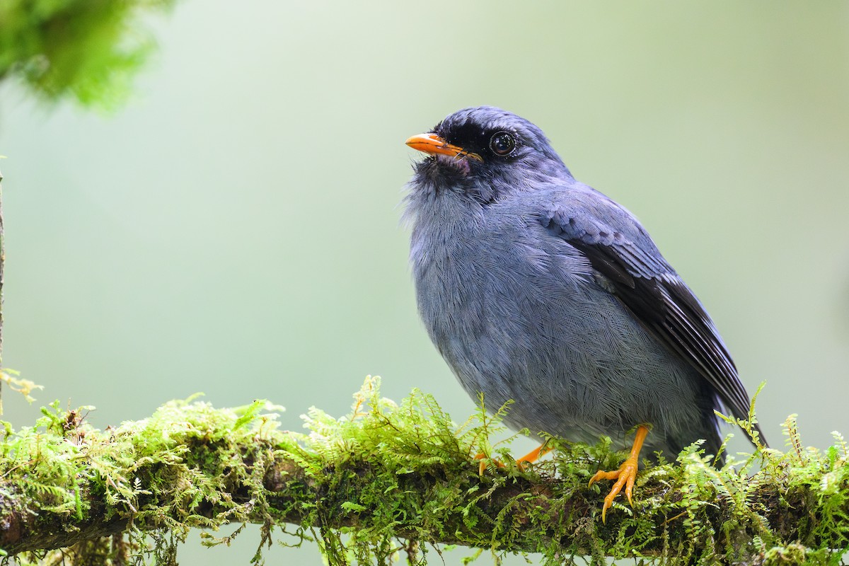 Black-faced Solitaire - ML635062182