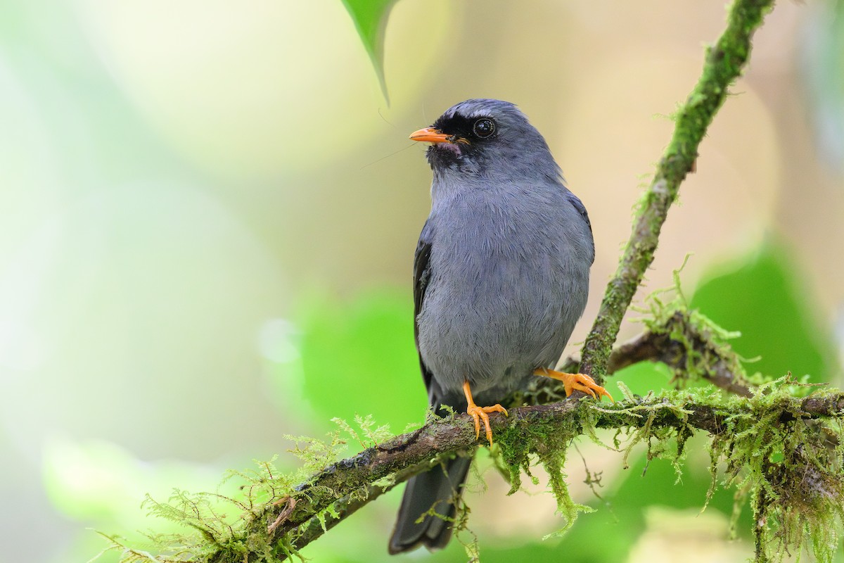 Black-faced Solitaire - ML635062192