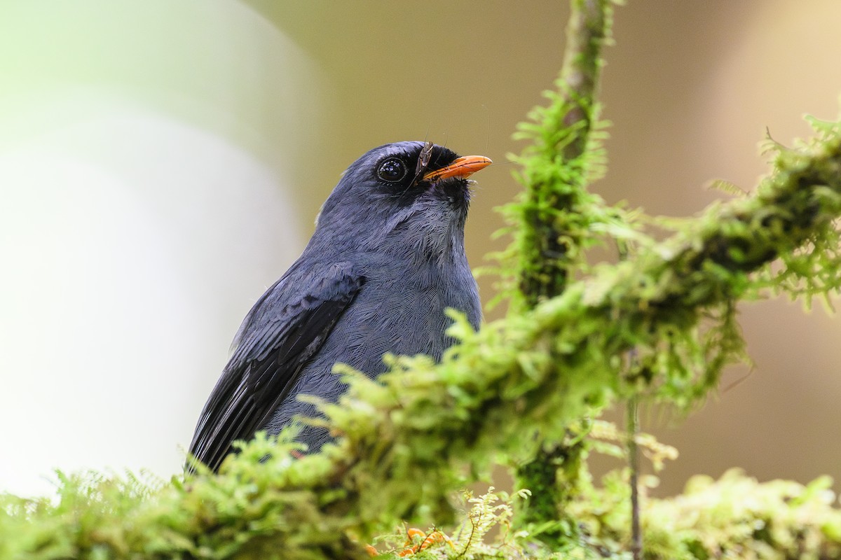 Black-faced Solitaire - ML635062199