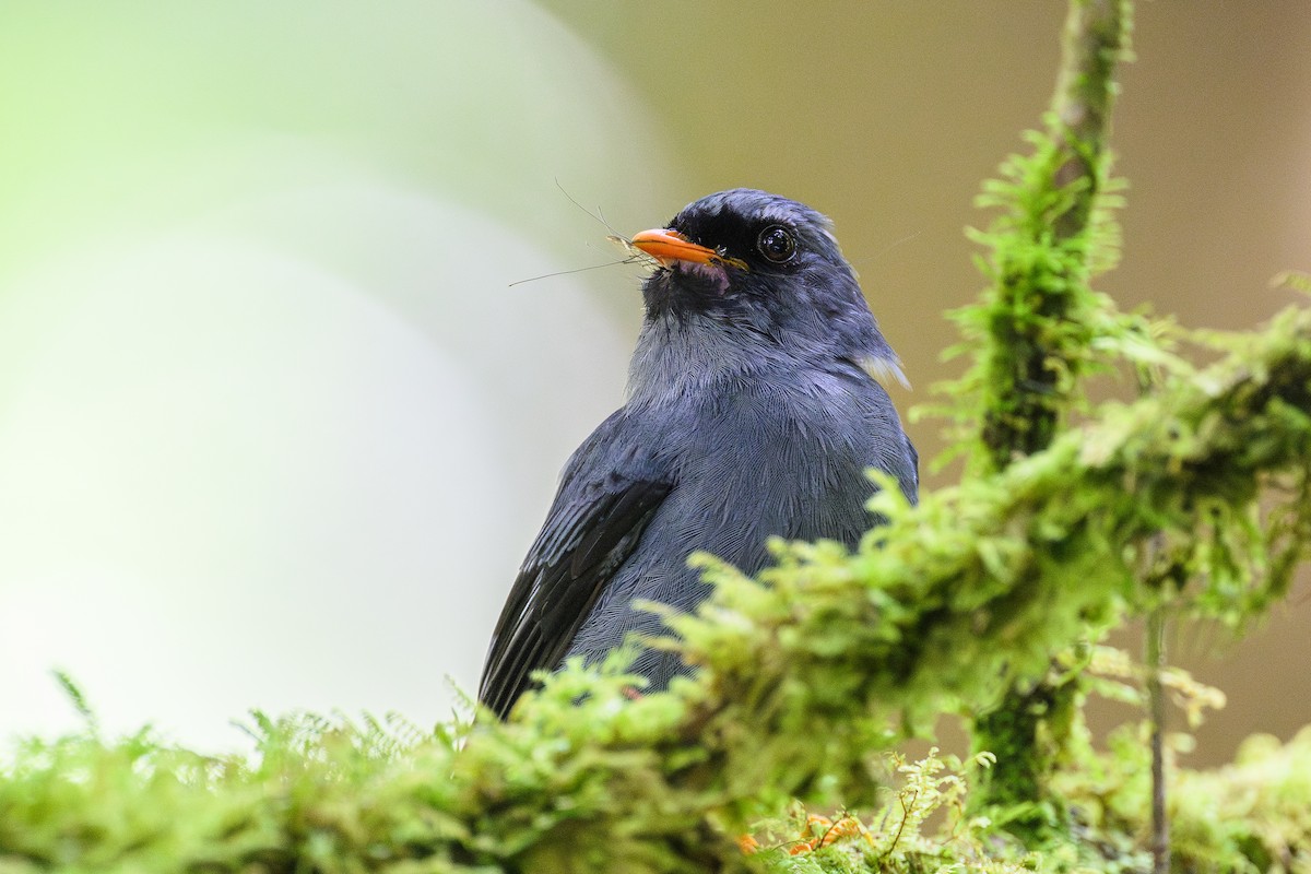 Black-faced Solitaire - ML635062207