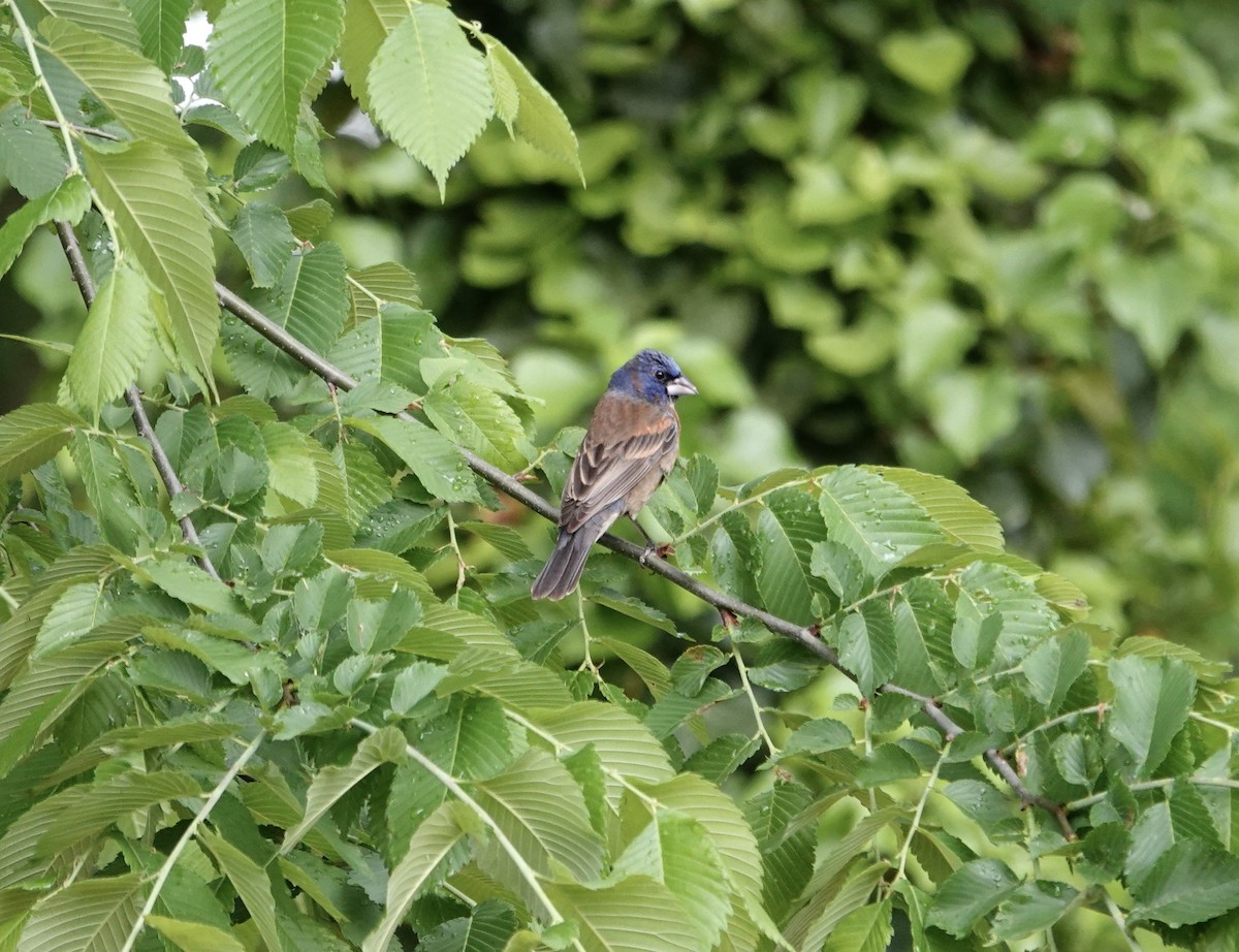 Mavi Çinte - ML635062331