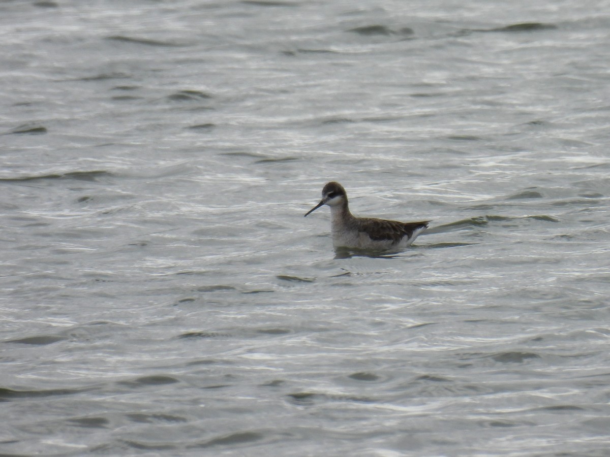 Wilson's Phalarope - ML635062349