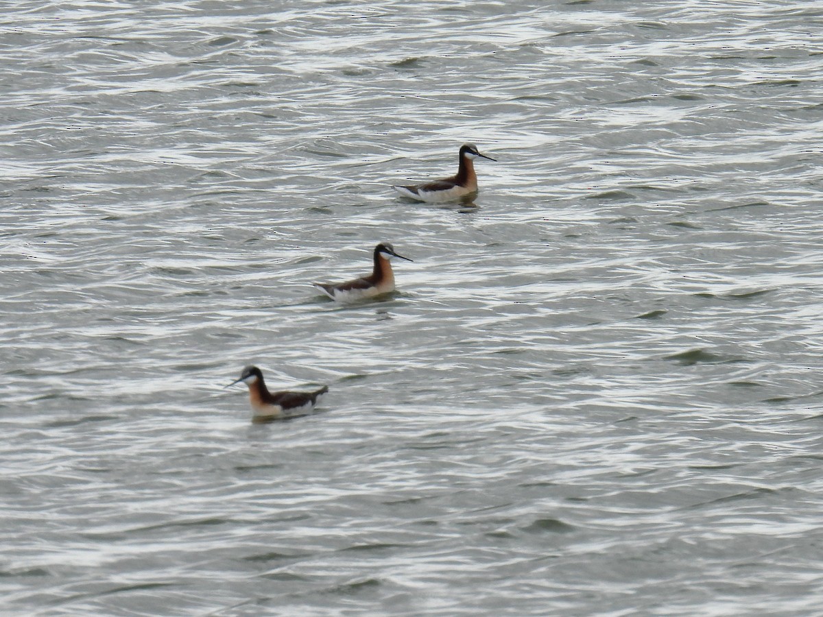 Wilson's Phalarope - ML635062350