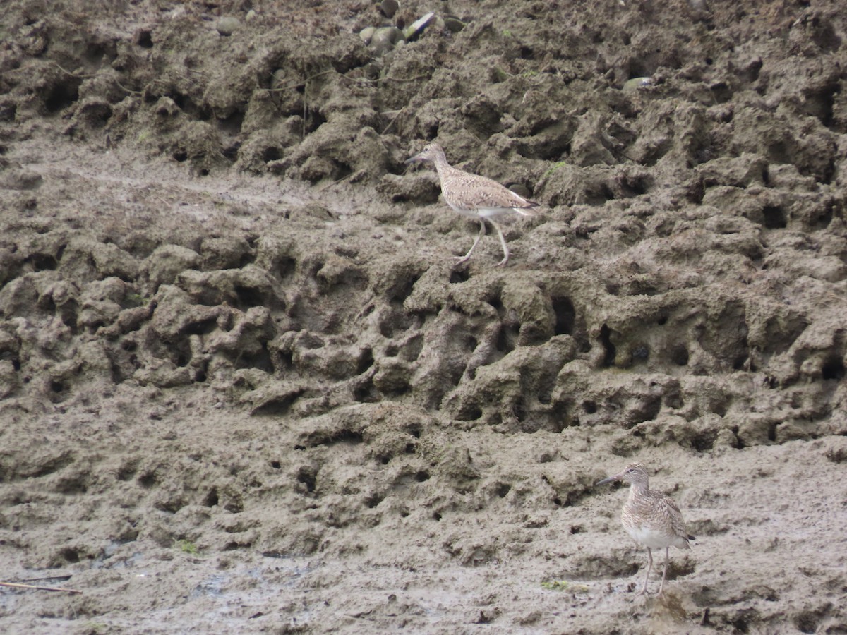 Willet (Eastern) - ML635062398