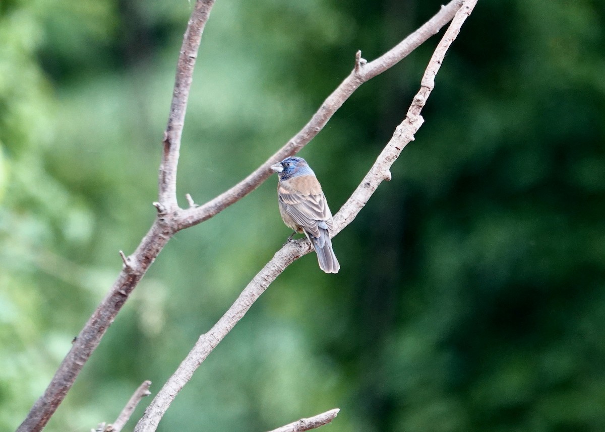 Mavi Çinte - ML635062407