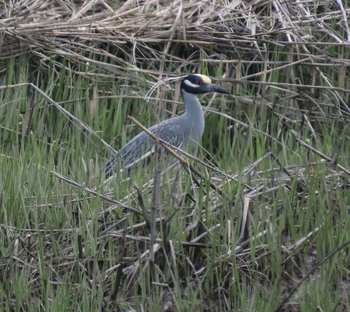 Yellow-crowned Night Heron - ML635062450