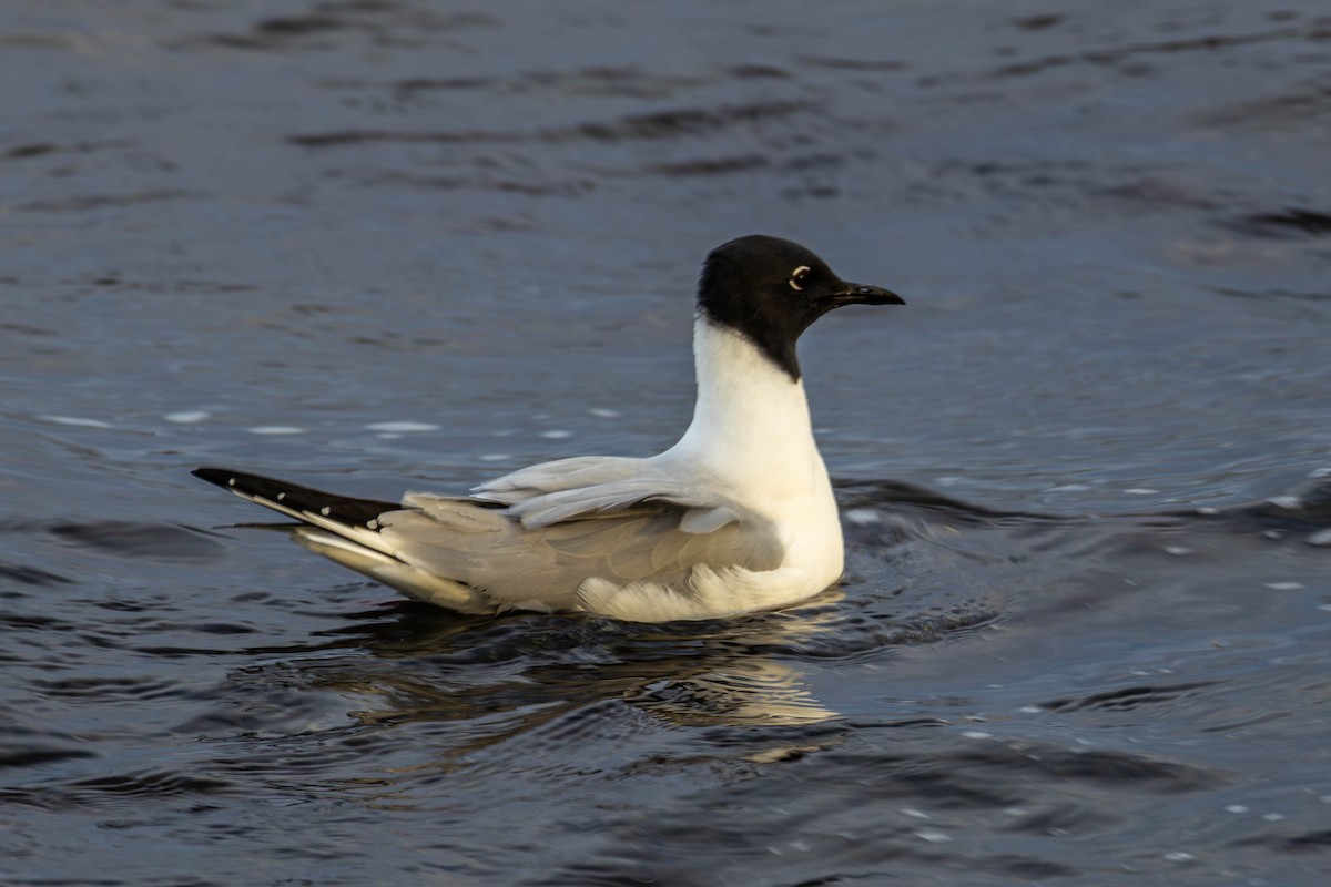 Bonaparte's Gull - ML635062462