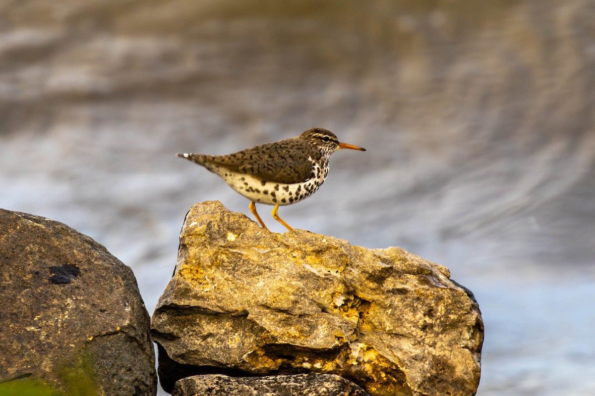 Spotted Sandpiper - ML635062480