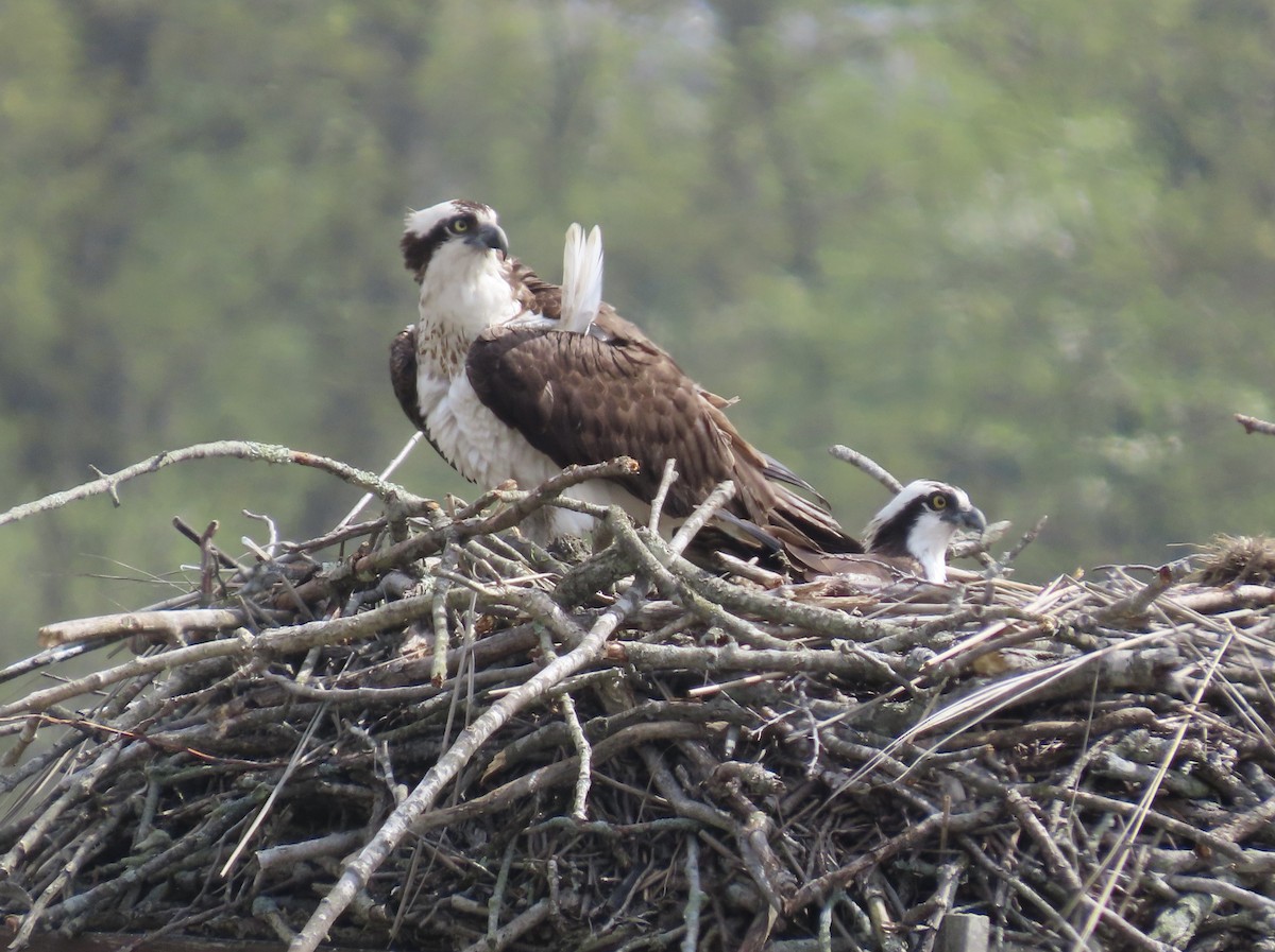 Osprey - ML635062481