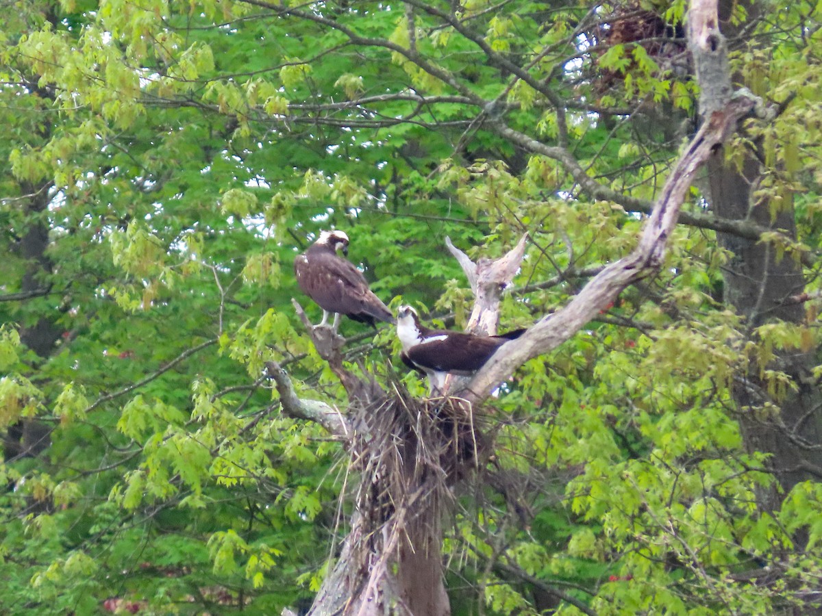 Osprey - ML635062482