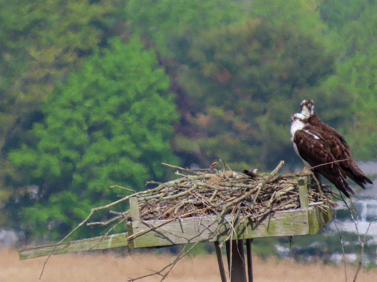 Osprey - ML635062483