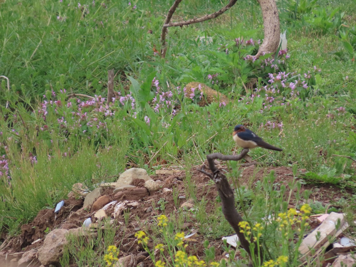 Barn Swallow - ML635062516