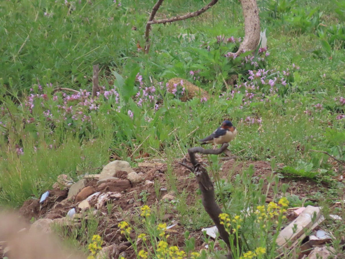 Barn Swallow - ML635062517