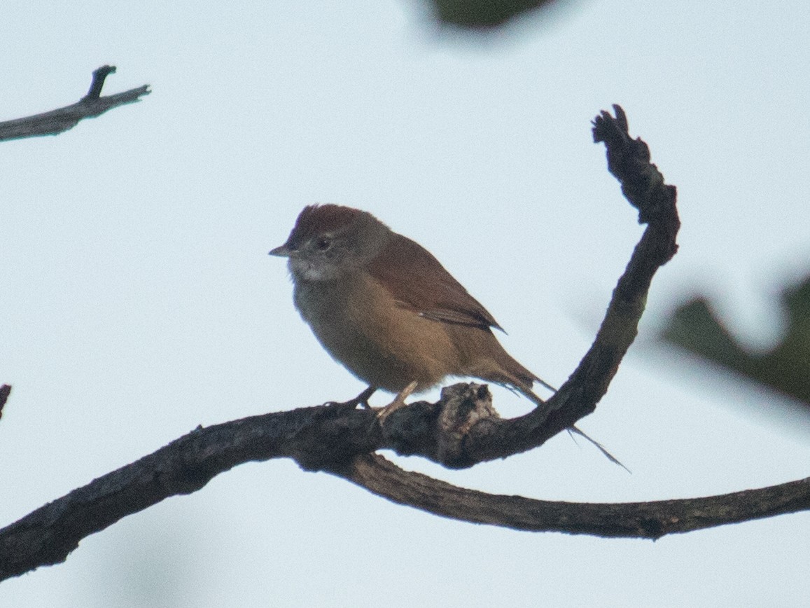 Pale-breasted Spinetail - ML635062526