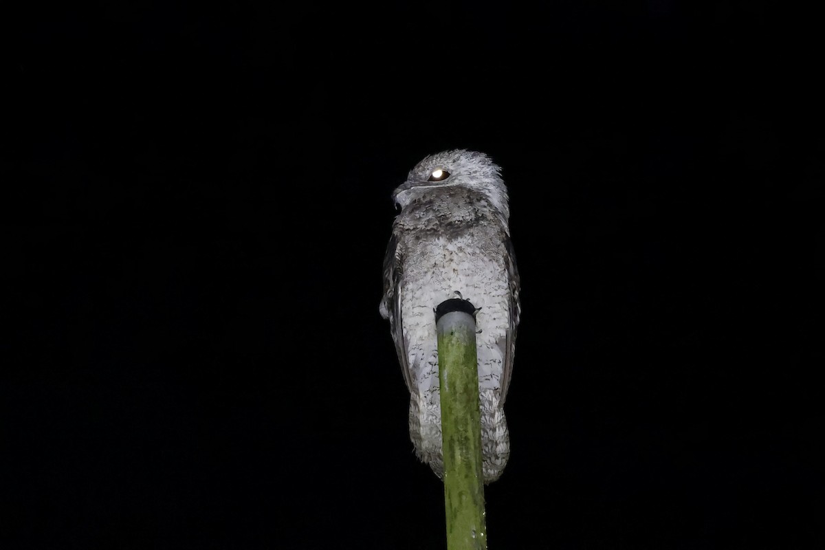Great Potoo - ML635062534