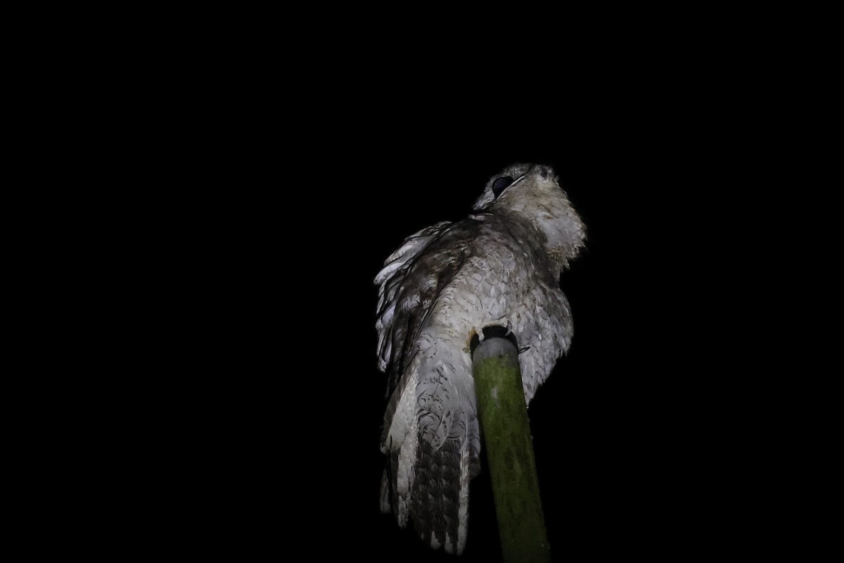 Great Potoo - ML635062548
