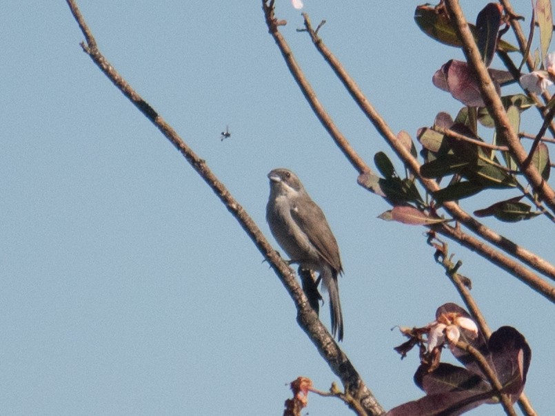 White-banded Tanager - ML635062588