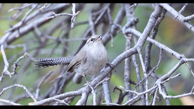 Bewick's Wren - ML635062614