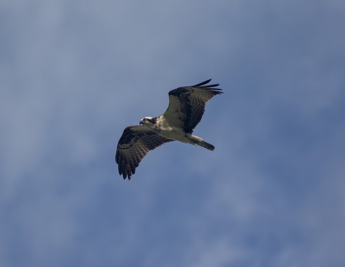 Osprey - ML635062637