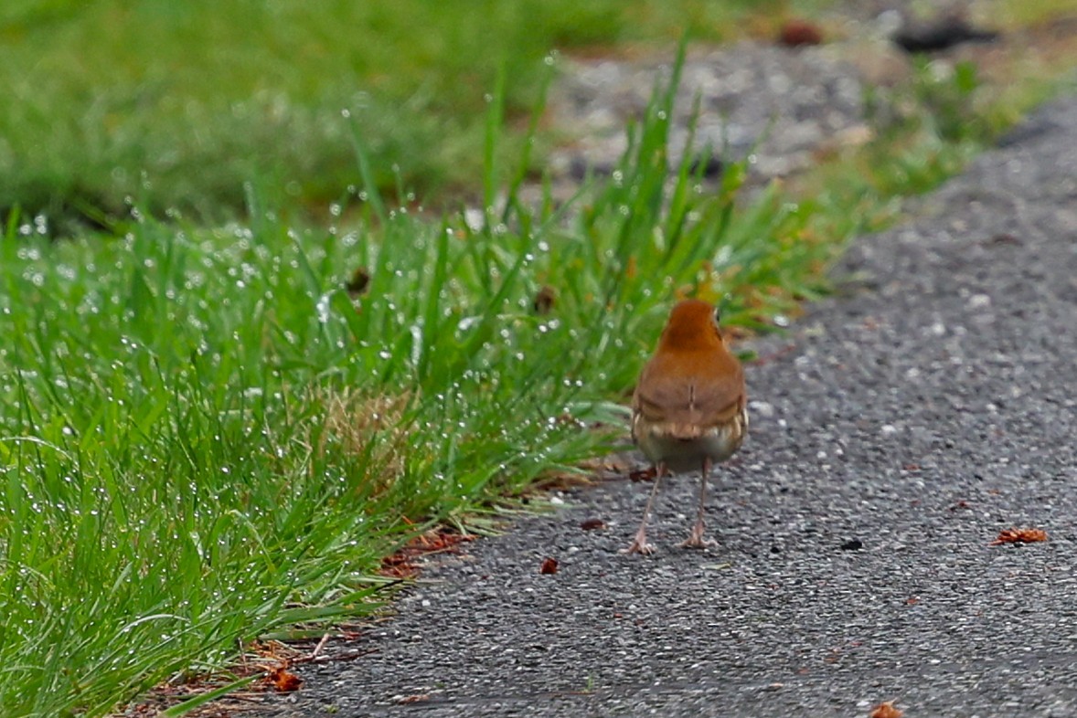 Wood Thrush - ML635062659