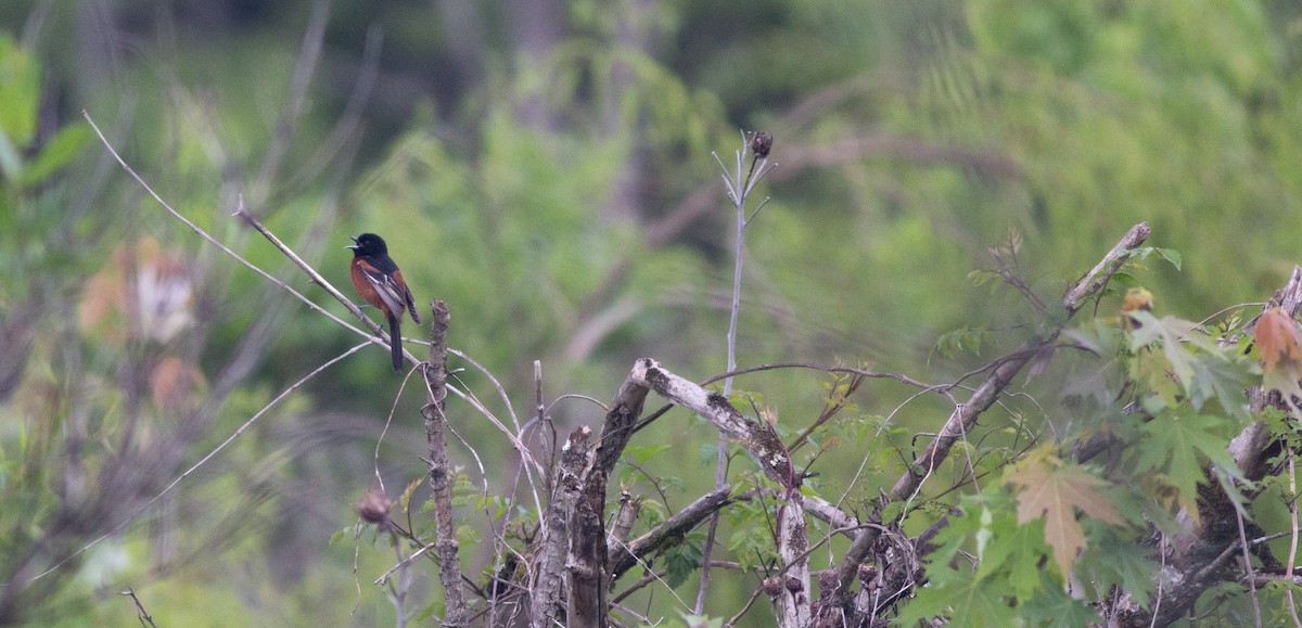 Orchard Oriole - ML635062692