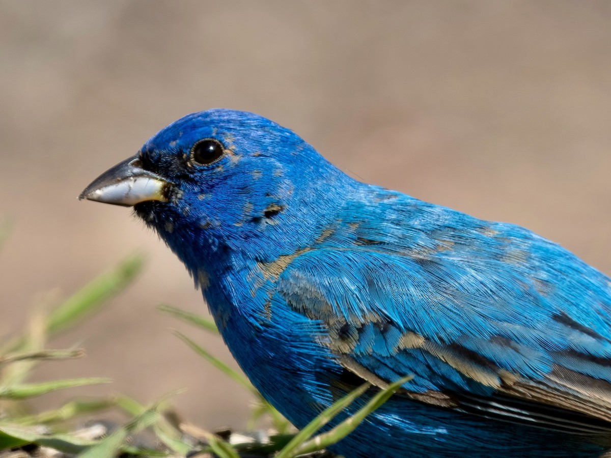 Indigo Bunting - ML635062722