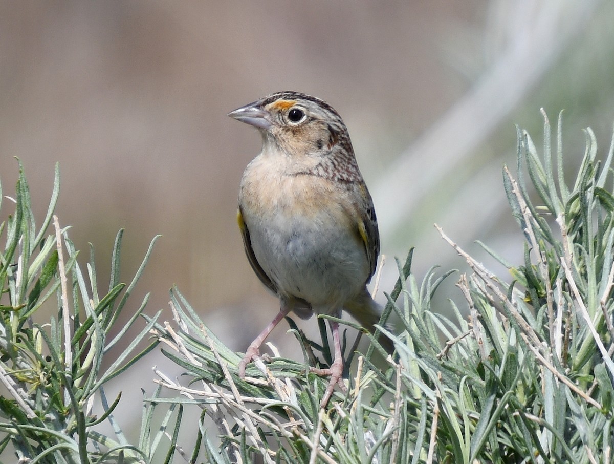 Grasshopper Sparrow - ML635062859