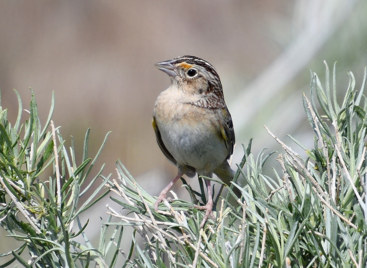 Grasshopper Sparrow - ML635062880