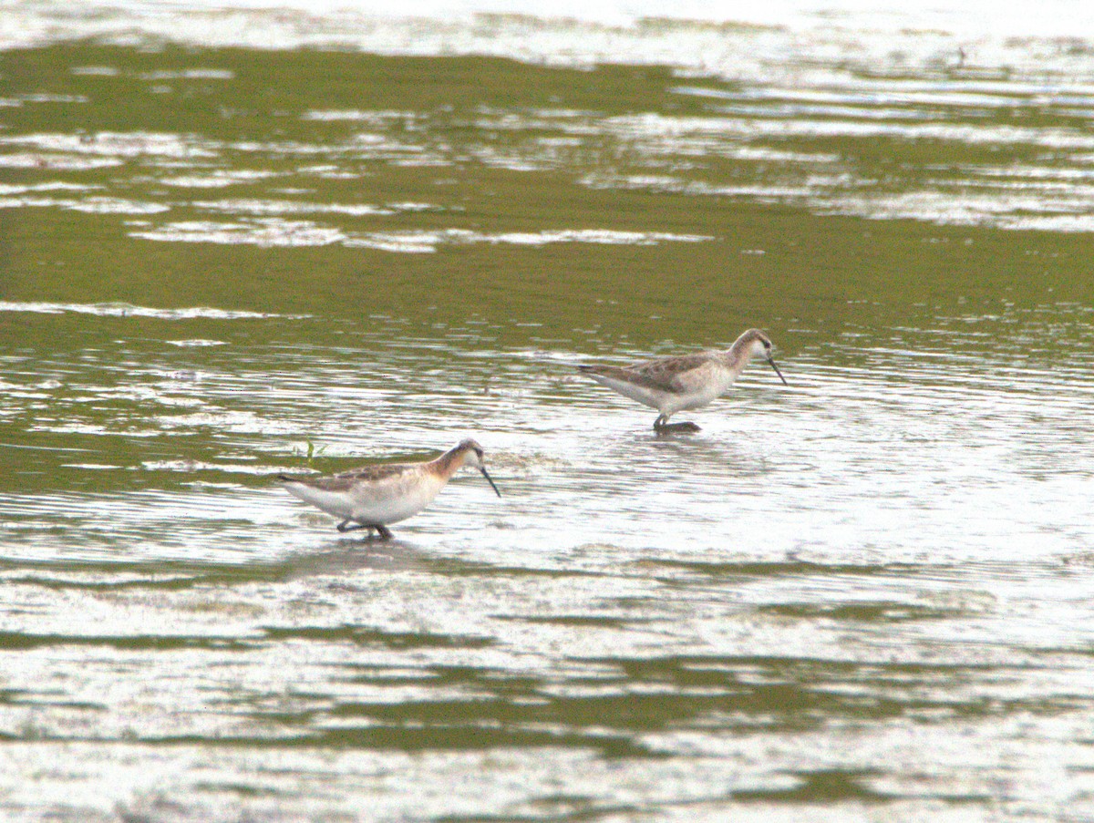 Wilson's Phalarope - ML635062884