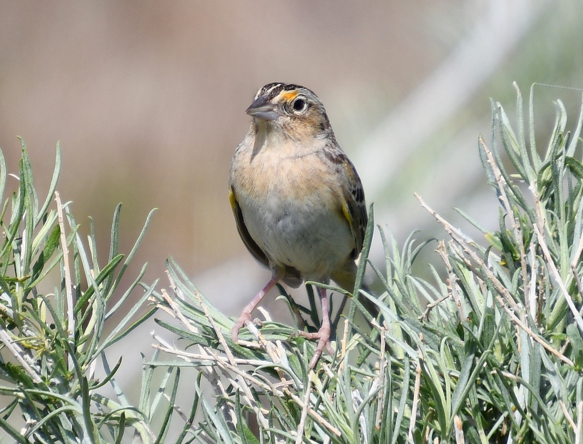 Grasshopper Sparrow - ML635062895