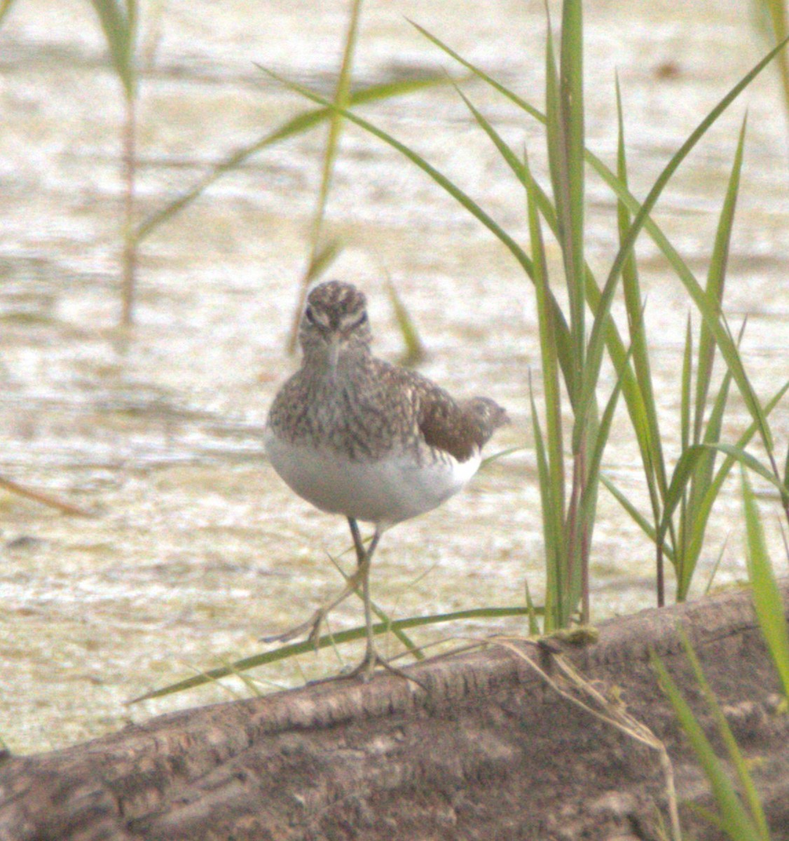 Solitary Sandpiper - ML635062903