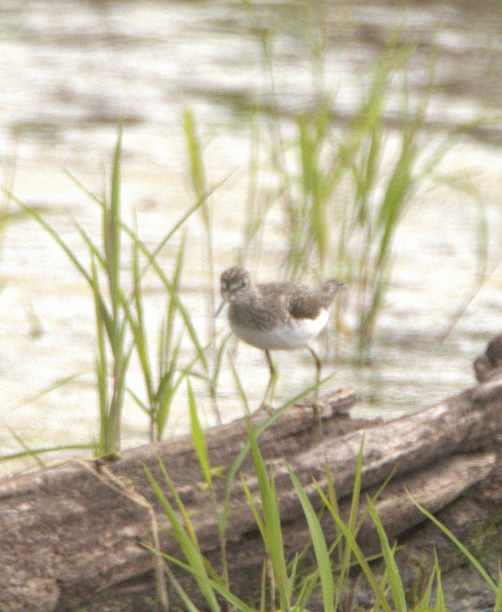 Solitary Sandpiper - ML635062904