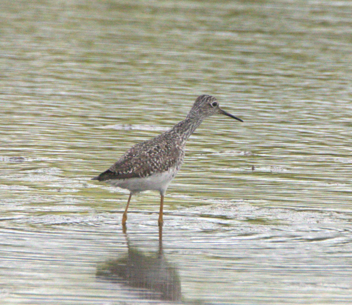Lesser Yellowlegs - ML635062923