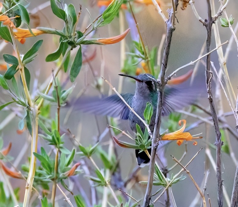 Broad-billed Hummingbird - ML635062956
